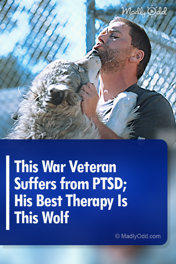 This War Veteran Suffers from PTSD; His Best Therapy Is This Wolf