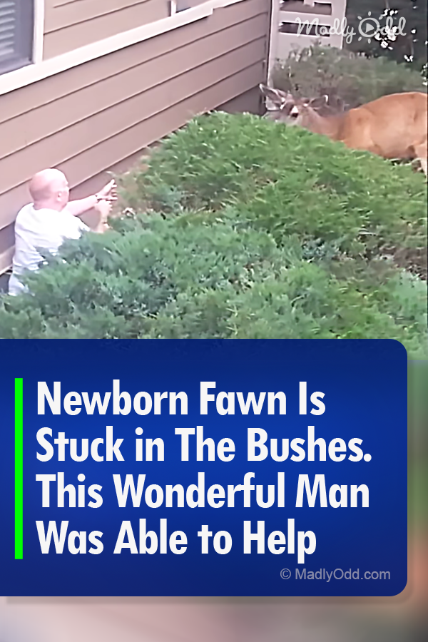 Newborn Fawn Is Stuck in The Bushes. This Wonderful Man Was Able to Help
