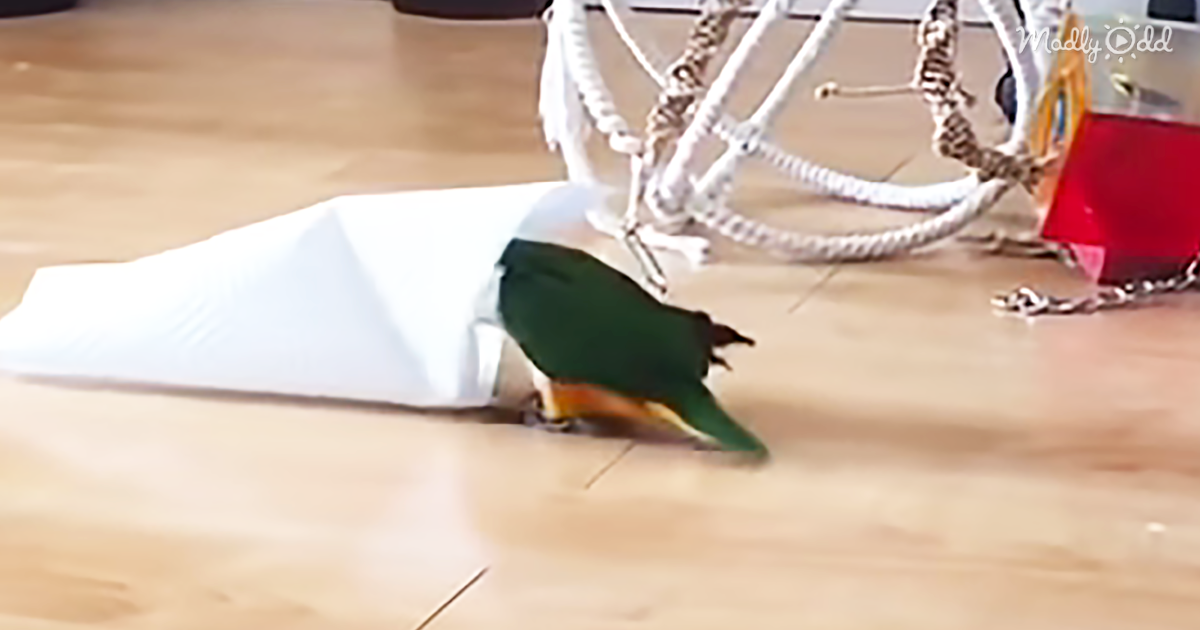 31465-OG2-Caique-Parrot-Loves-to-Hop,-Whistle,-and-Play-–-with-His-Paper-Towel