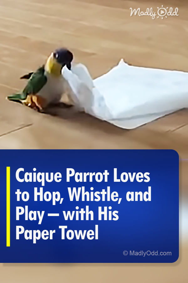 Caique Parrot Loves to Hop, Whistle, and Play – with His Paper Towel