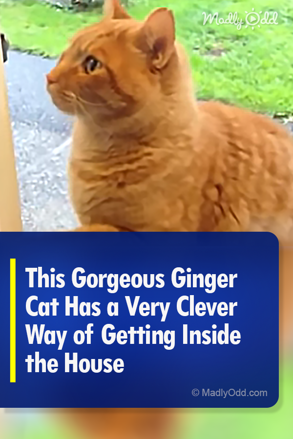 This Gorgeous Ginger Cat Has a Very Clever Way of Getting Inside the House
