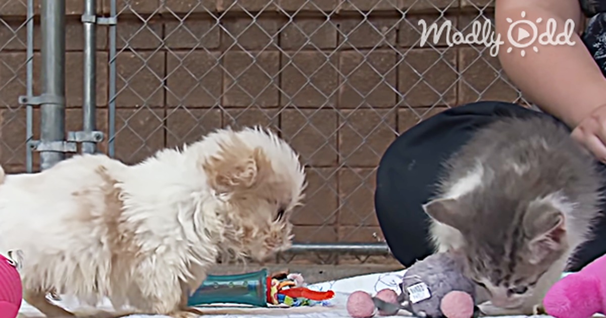 A fluffy puppy and a kitten explore toys on a blanket, surrounded by a fence.