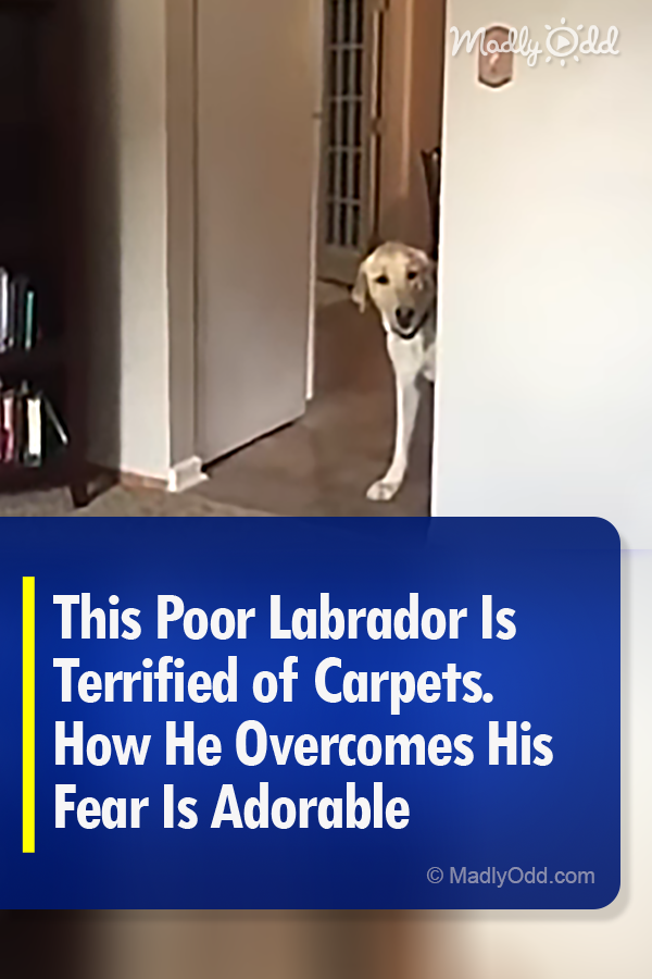 This Poor Labrador Is Terrified of Carpets. How He Overcomes His Fear Is Adorable