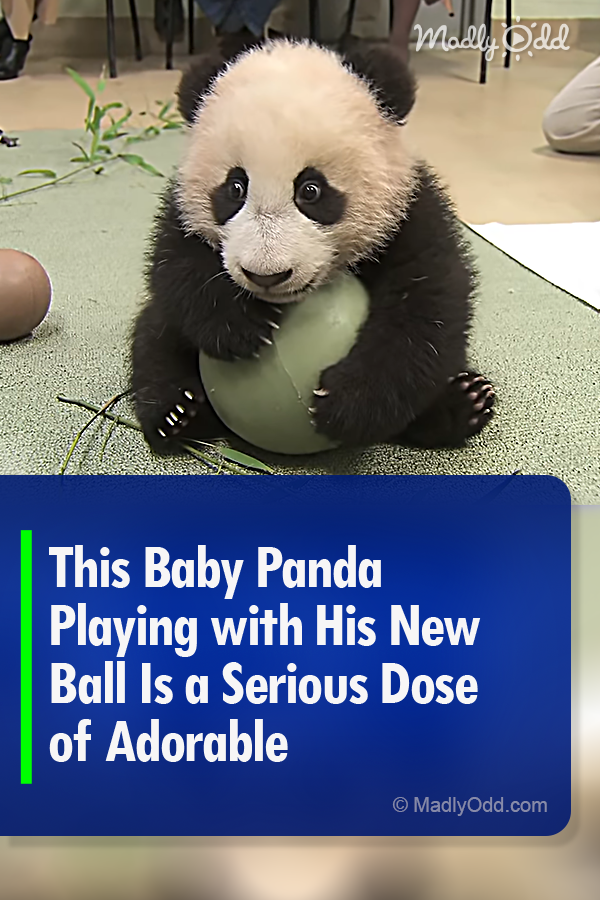 This Baby Panda Playing with His New Ball Is a Serious Dose of Adorable