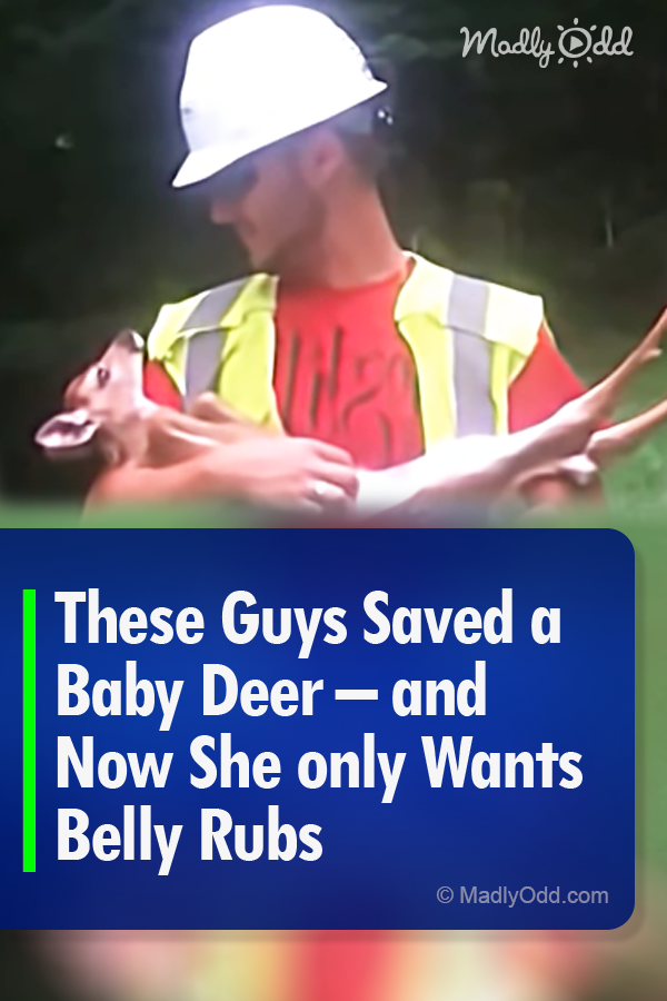 These Guys Saved a Baby Deer – and Now She only Wants Belly Rubs