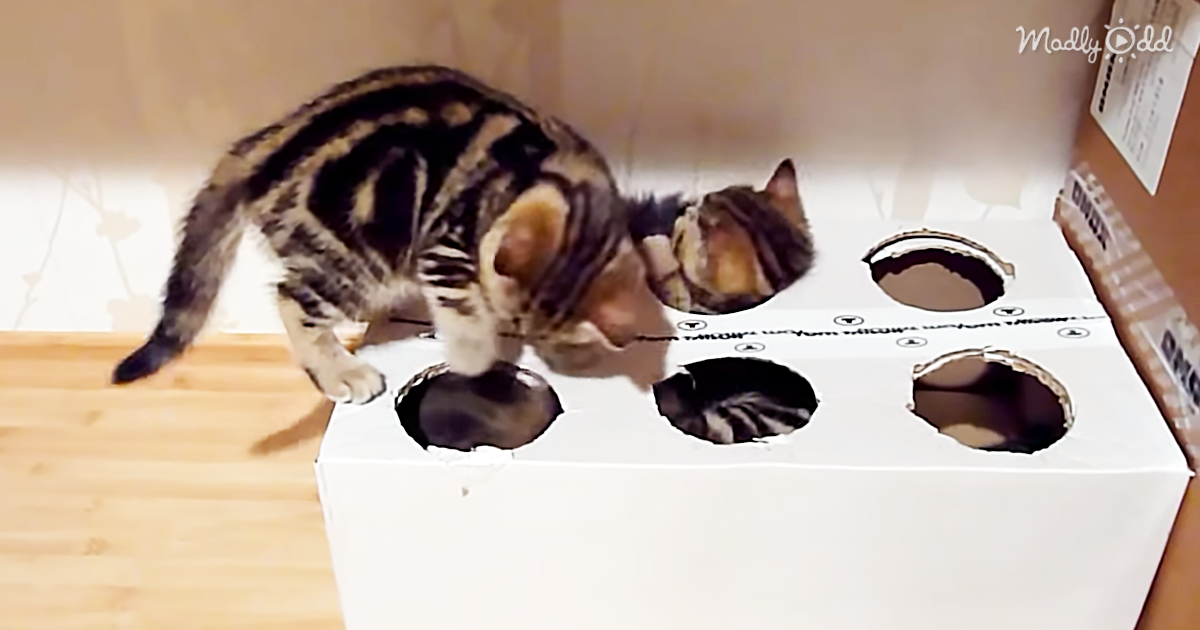 3276-OG2-Kittens-Playing-in-A-Cardboard-Box-with-Holes-Is-Just-a-Whole-Lot-of-Cute