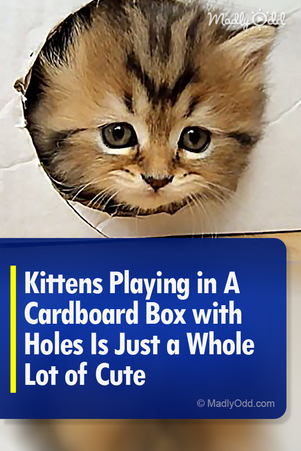 Kittens Playing in A Cardboard Box with Holes Is Just a Whole Lot of Cute