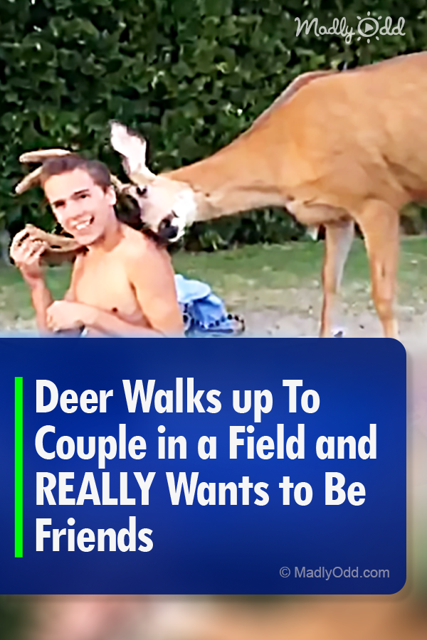 Deer Walks up To Couple in a Field and REALLY Wants to Be Friends