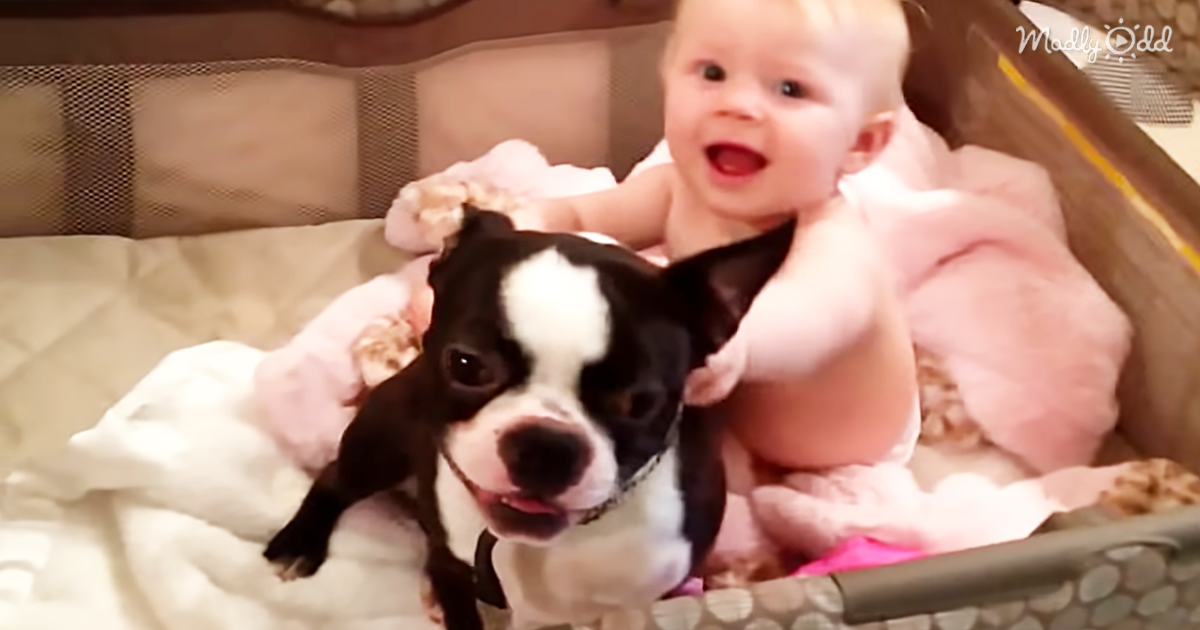 3522-OG2-This-Little-Boston-Terrier-Loves-Playing-With-His-Human-Sister-In-Her-Crib—These-Two-Are-Quite-The-Pair
