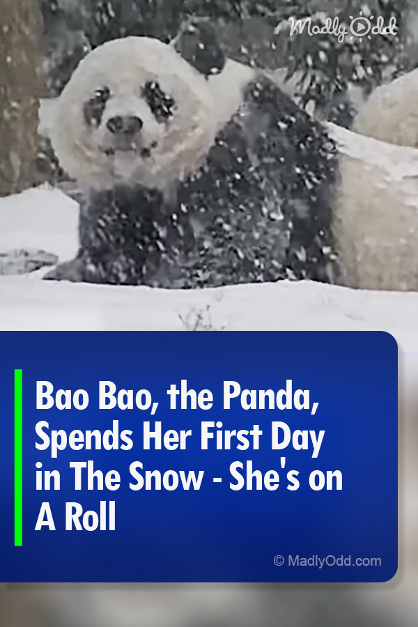 Bao Bao, the Panda, Spends Her First Day in The Snow - She\'s on A Roll