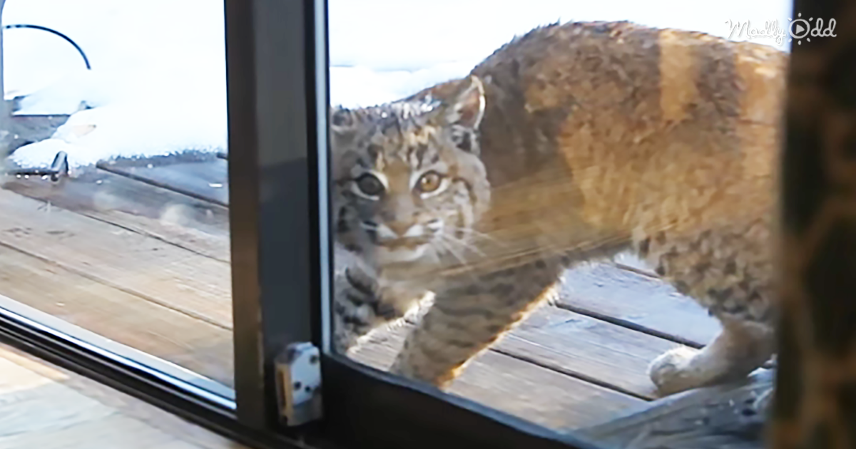 39988-OG3-Calm-and-Curious-Bobcat-Just-Doesn’t-Understand-Why-This-House-Cat-Got-so-Upset