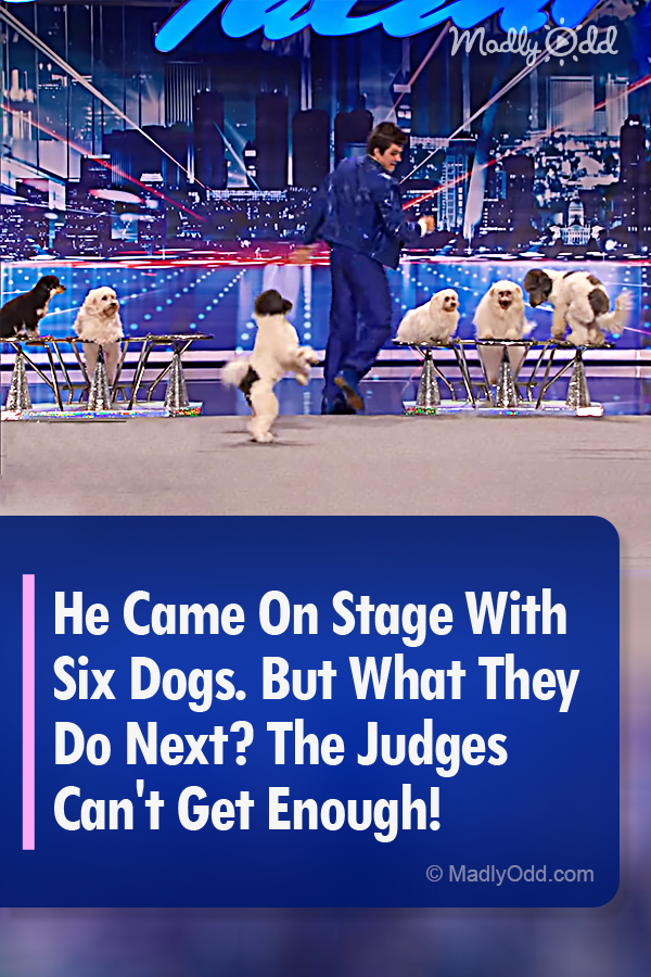 He Came On Stage With Six Dogs. But What They Do Next? The Judges Can\'t Get Enough!