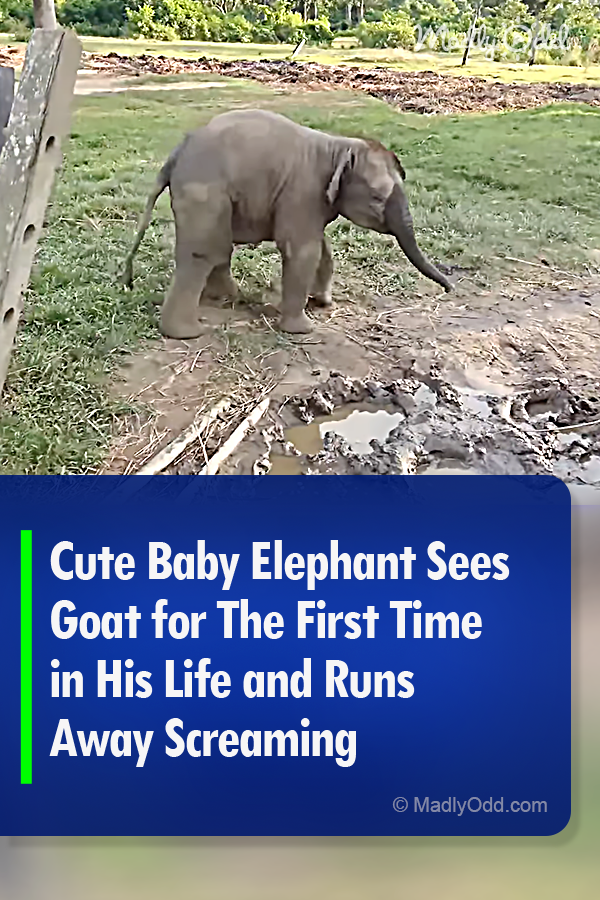 Cute Baby Elephant Sees Goat for The First Time in His Life and Runs Away Screaming