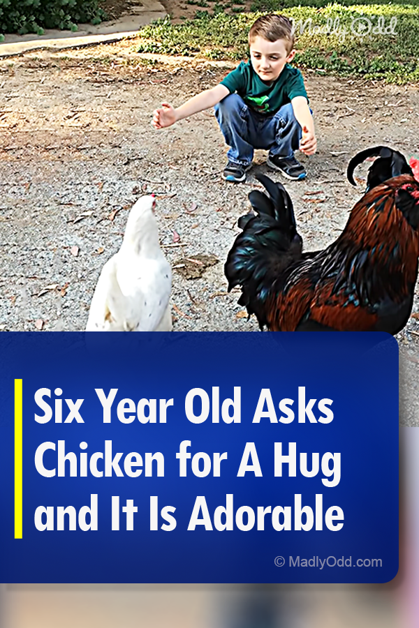 Six Year Old Asks Chicken for A Hug and It Is Adorable