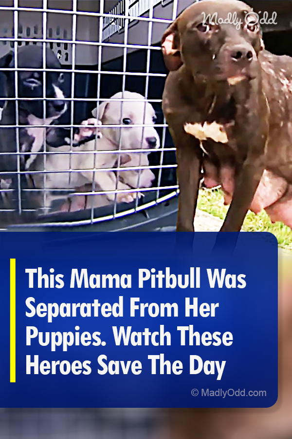 This Mama Pitbull Was Separated From Her Puppies. Watch These Heroes Save The Day