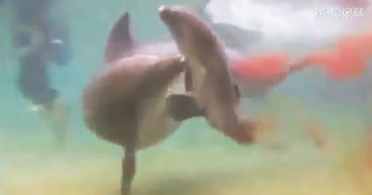 40316-OG2-Beautiful-Footage-of-A-Dolphin-Giving-Birth-–-Amazing