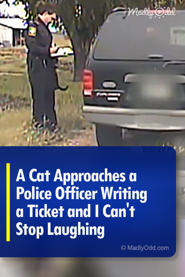 A Cat Approaches a Police Officer Writing a Ticket and I Can\'t Stop Laughing