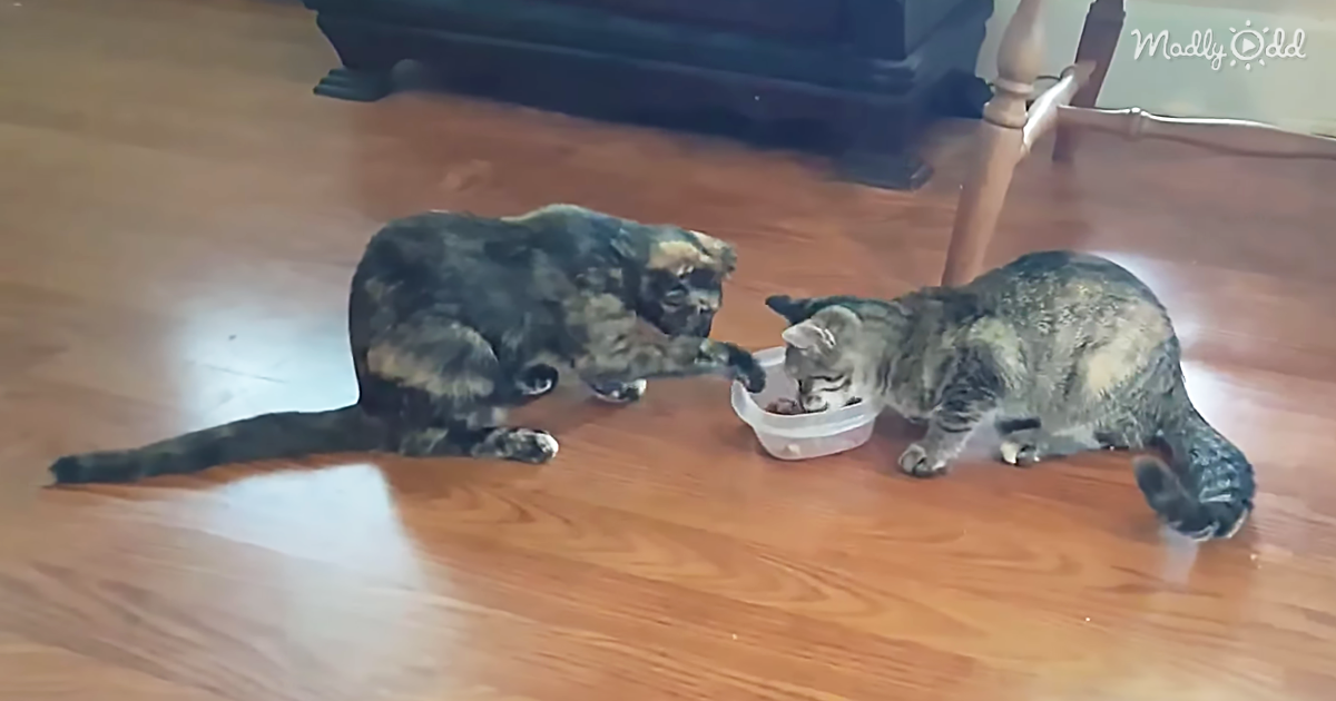 41414-OG2-Two-Cats-and-One-Bowl-of-Food-Doesn’t-Jive.-See-how-These-Cats-Takes-Matters-Into-Their-Own-Paws
