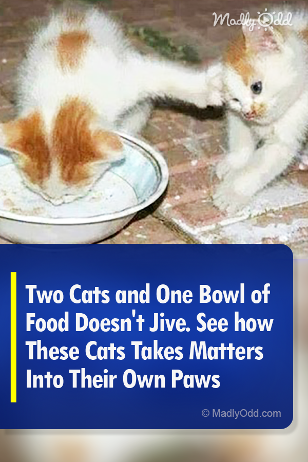 Two Cats and One Bowl of Food Doesn\'t Jive. See how These Cats Takes Matters Into Their Own Paws