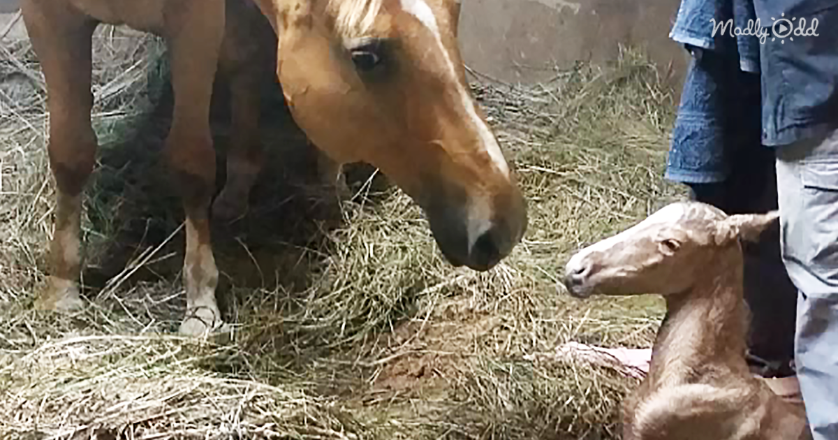 42478-OG2-This-Palomino-Foal-Was-Born-Surprisingly-Tiny.-Wait-Until-You-See-Why