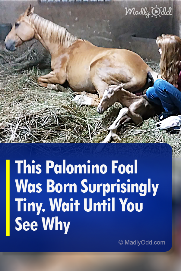 This Palomino Foal Was Born Surprisingly Tiny. Wait Until You See Why