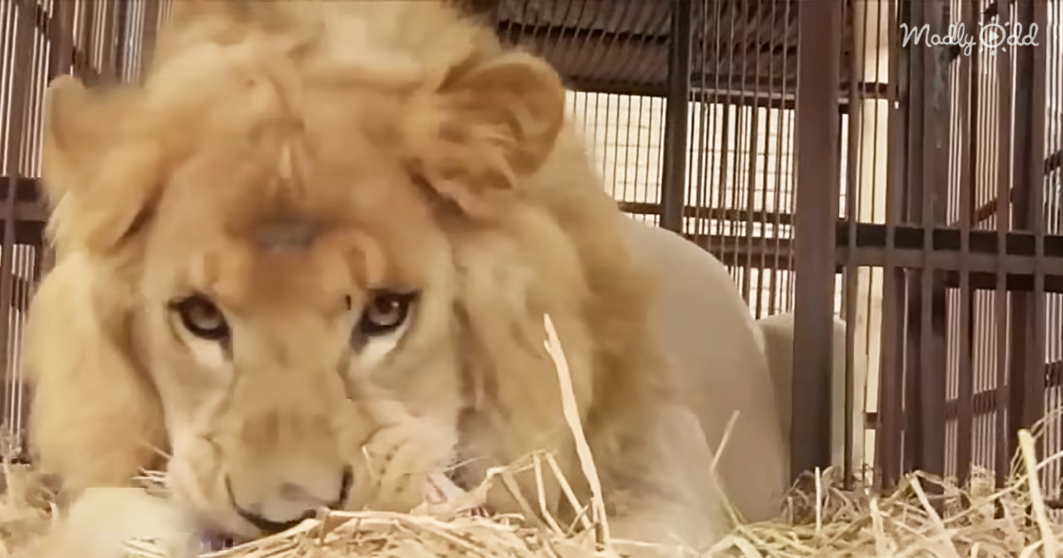 43764-OG2-Abused-Circus-Lions-Spent-Years-In-Tiny-Cages-Get-Rescued,-Rehabbed,-And-Returned-To-The-Wild
