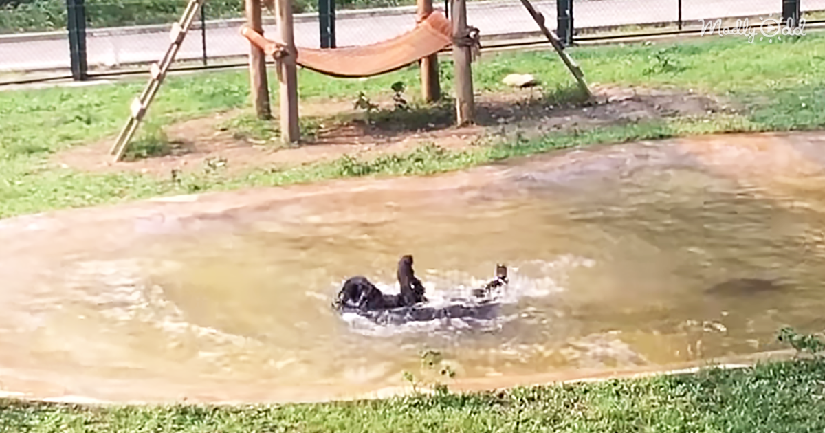 43790-OG2-Freed-After-Years-in-A-Tiny-Cage,-Tuffy-the-Bear-Jumps-for-Joy-in-His-Pool
