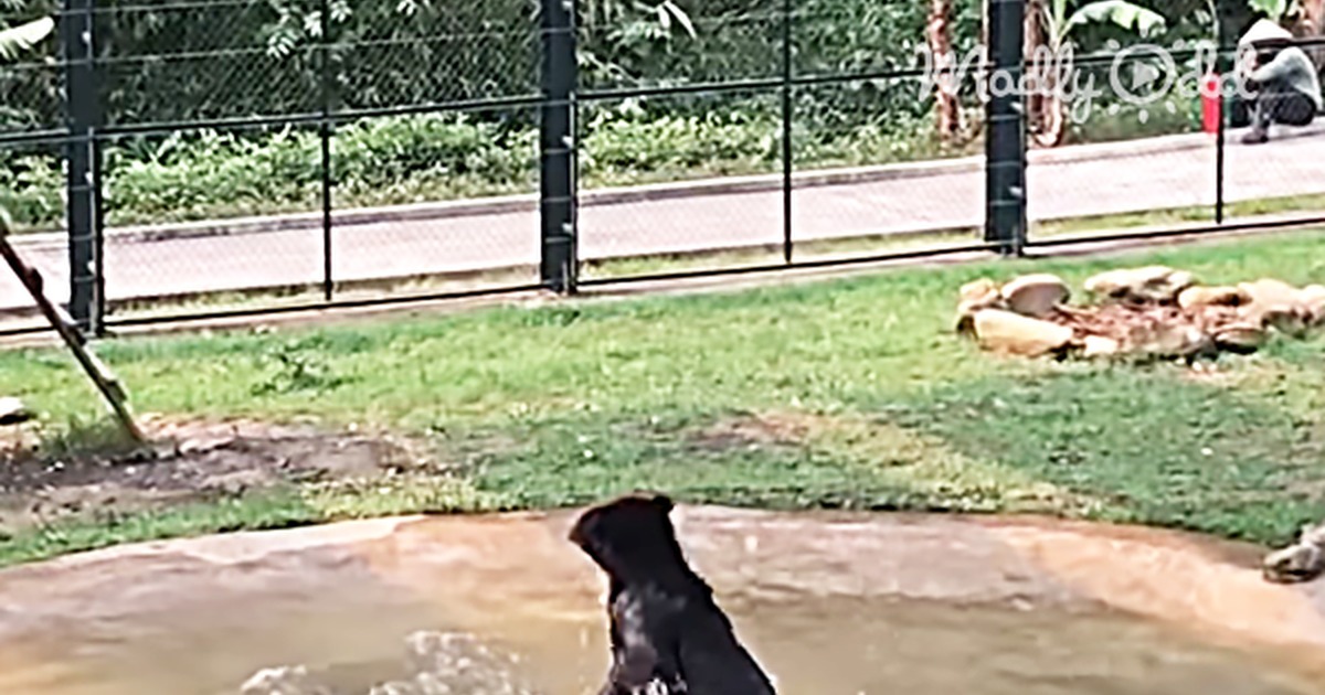 A bear jumps joyfully in a pool after being freed from a tiny cage.