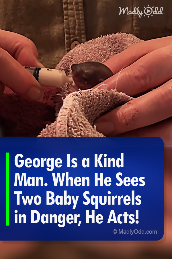 George Is a Kind Man. When He Sees Two Baby Squirrels in Danger, He Acts!