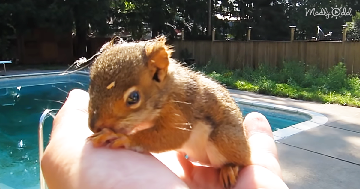 45924-OG1-Man-Finds-Orphaned-Baby-Squirrel-in-Backyard-and-Now-the-Little-Guy-Won’t-Leave