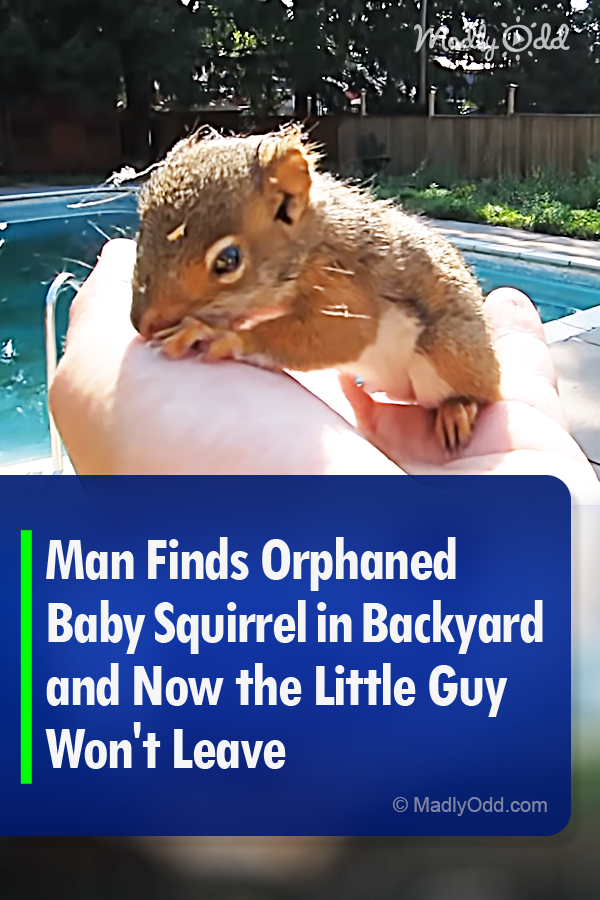 Man Finds Orphaned Baby Squirrel in Backyard and Now the Little Guy Won\'t Leave