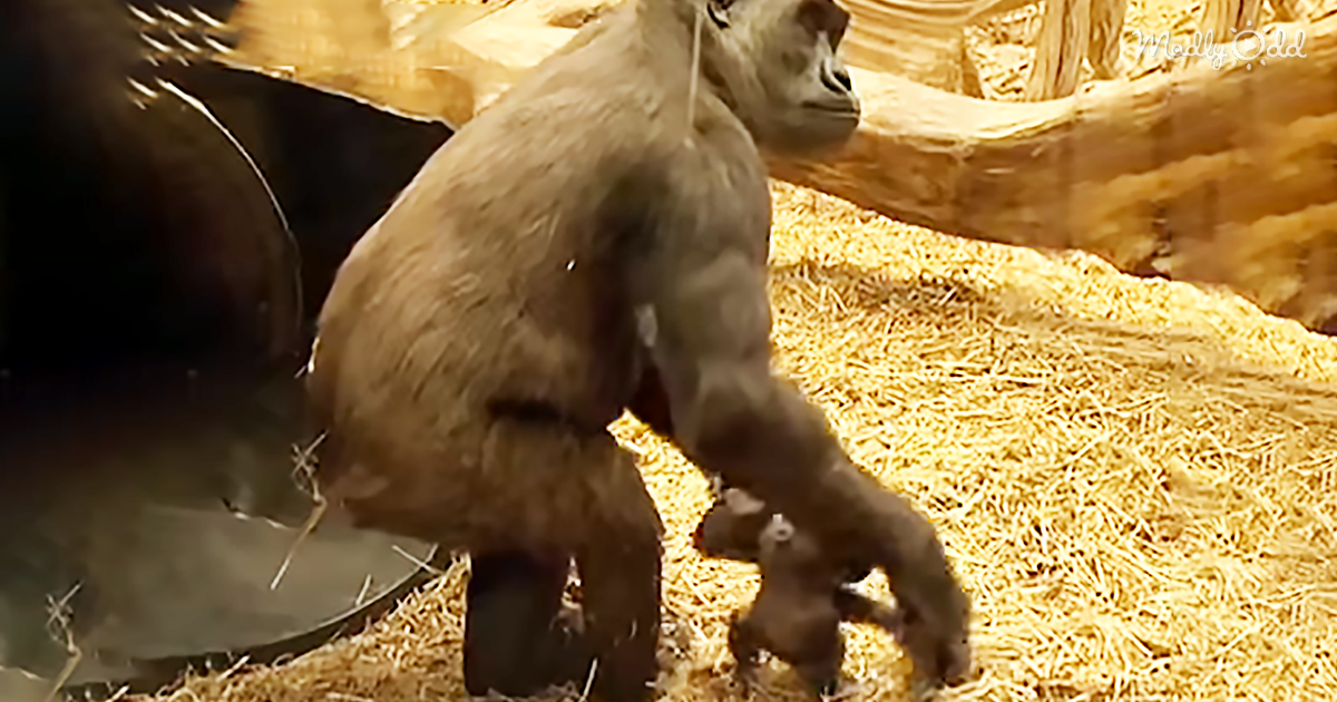 47290-OG2-Precious-Baby-Gorilla-Takes-First-Ever-Step-Mama-Gorilla-is-So-Proud