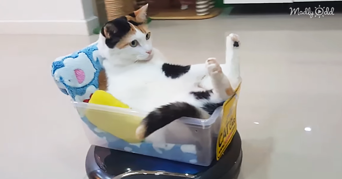 Funny Cat Rides the Roomba Like a Boss