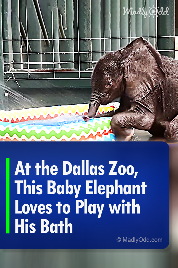 At the Dallas Zoo, This Baby Elephant Loves to Play with His Bath