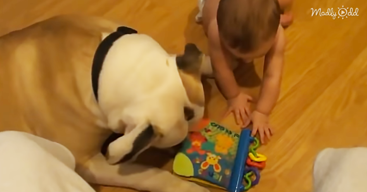 48458-OG2-Pit-Bull-Helps-Baby-Read-His-Book.-Their-Interaction-Is-Pure-Gold