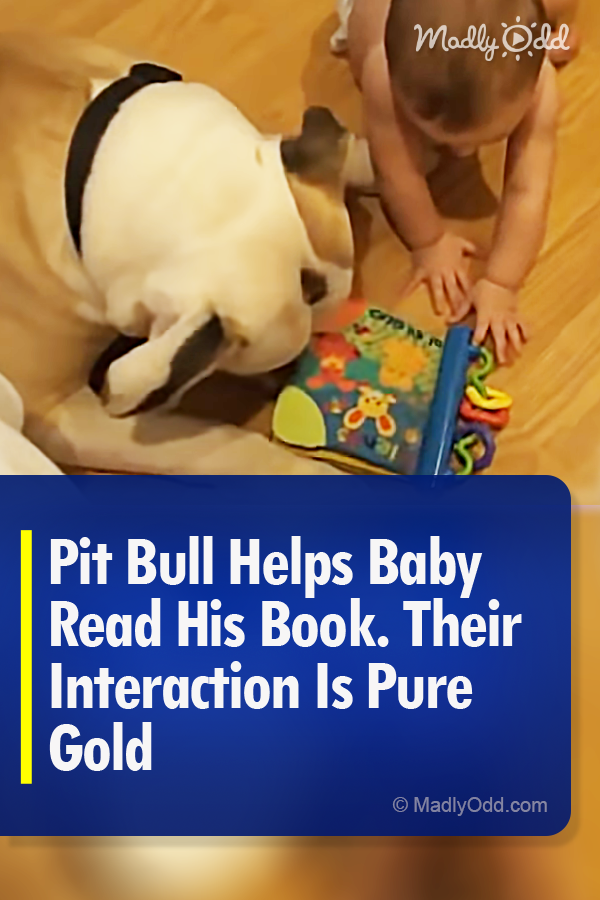 Pit Bull Helps Baby Read His Book. Their Interaction Is Pure Gold