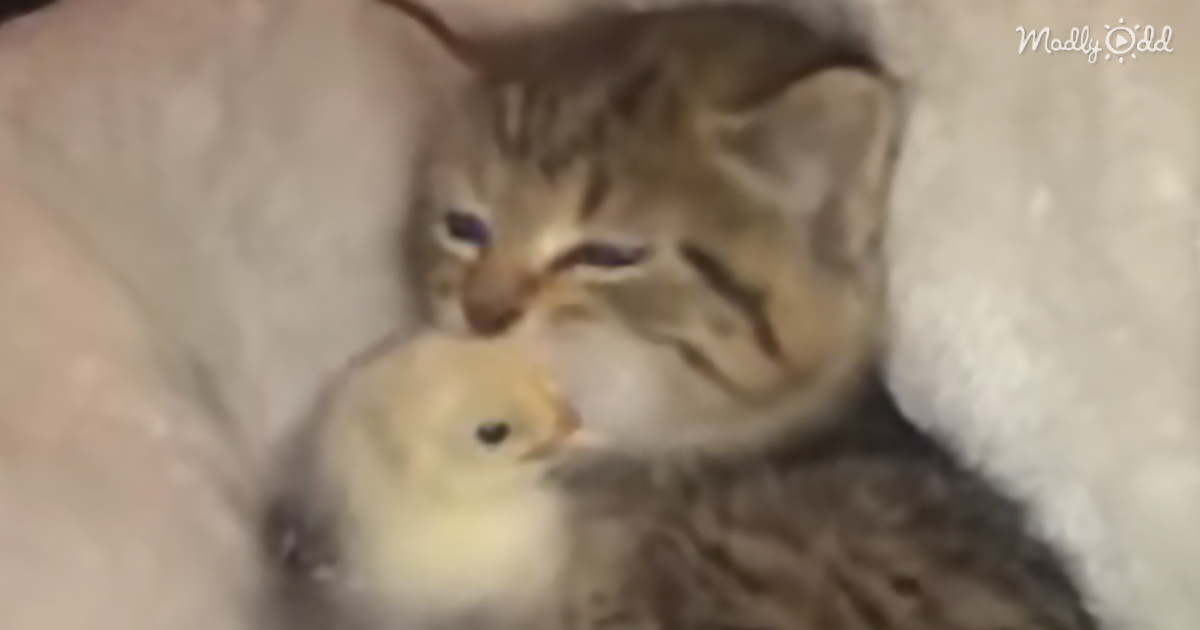 4852-OG1-Kitten-Can’t-Get-Enough-of-Cuddling-with-A-Baby-Chick-–-Cuteness-Overload
