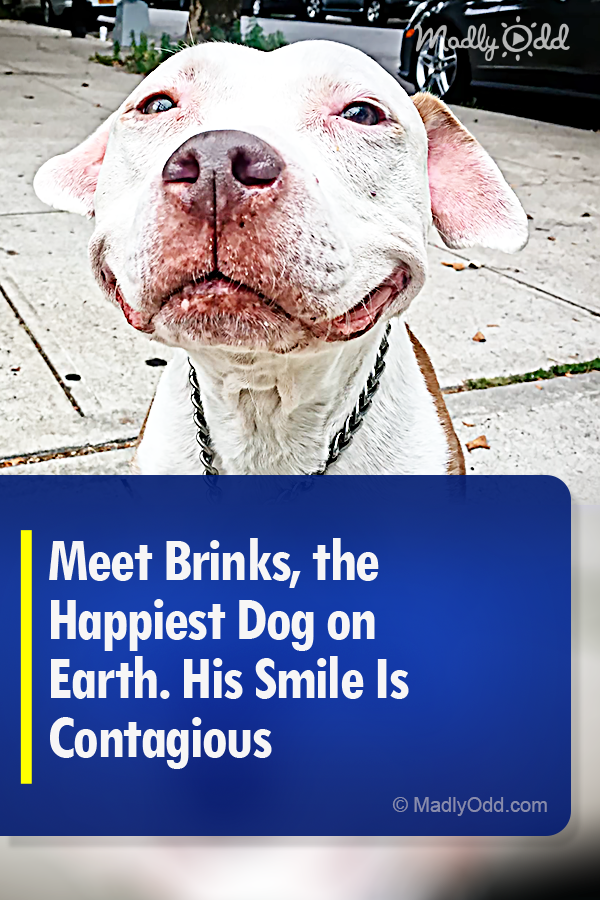 Meet Brinks, the Happiest Dog on Earth. His Smile Is Contagious