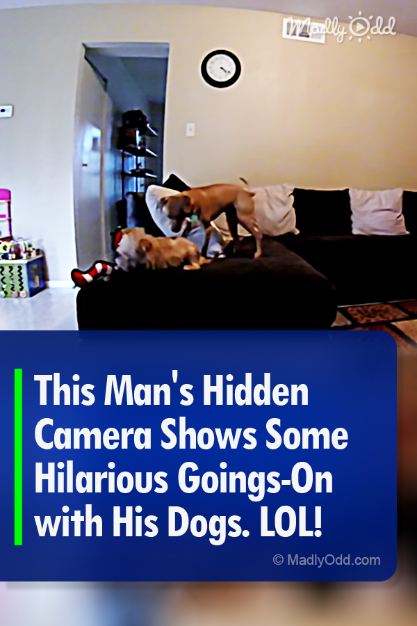 This Man\'s Hidden Camera Shows Some Hilarious Goings-On with His Dogs. LOL!