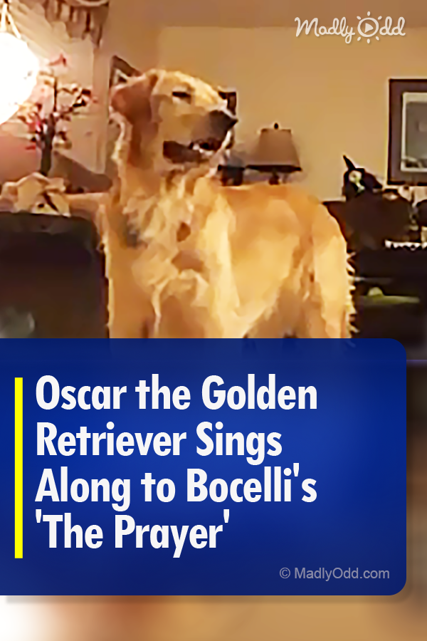 Oscar the Golden Retriever Sings Along to Bocelli\'s \'The Prayer\'