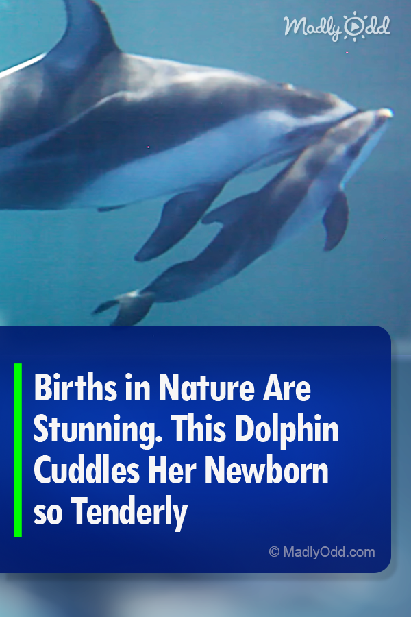 Births in Nature Are Stunning. This Dolphin Cuddles Her Newborn so Tenderly