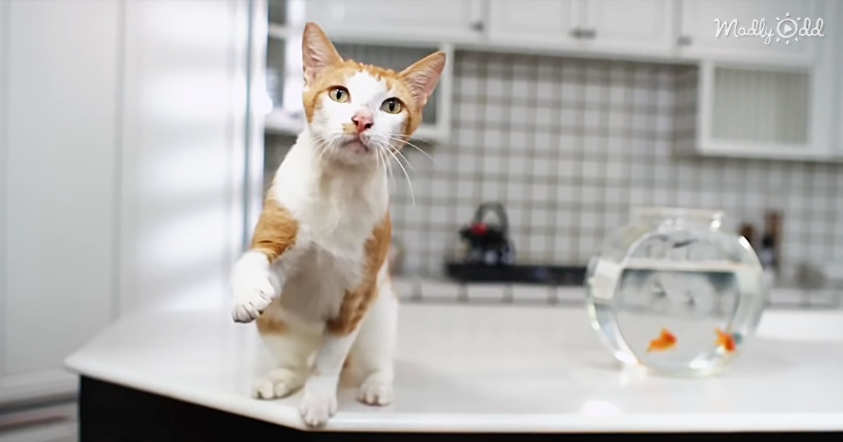 49421-OG1-This-Litter-Box-Commercial-Is-The-Most-HILARIOUS-Ad-Youll-Ever-Watch