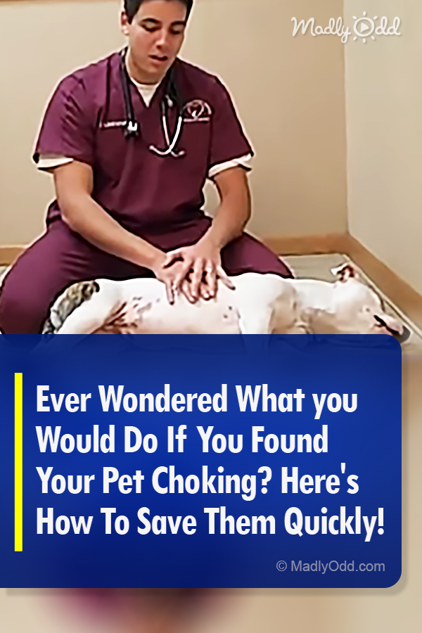 Ever Wondered What you Would Do If You Found Your Pet Choking? Here\'s How To Save Them Quickly!