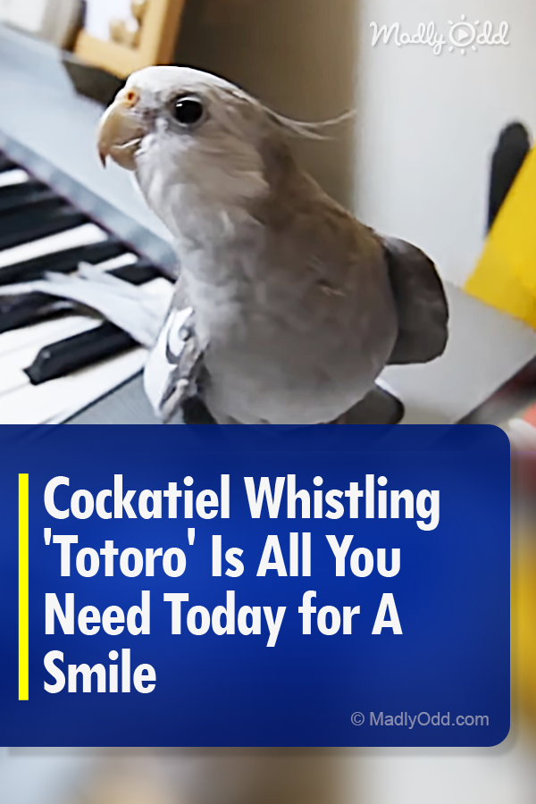 Cockatiel Whistling \'Totoro\' Is All You Need Today for A Smile