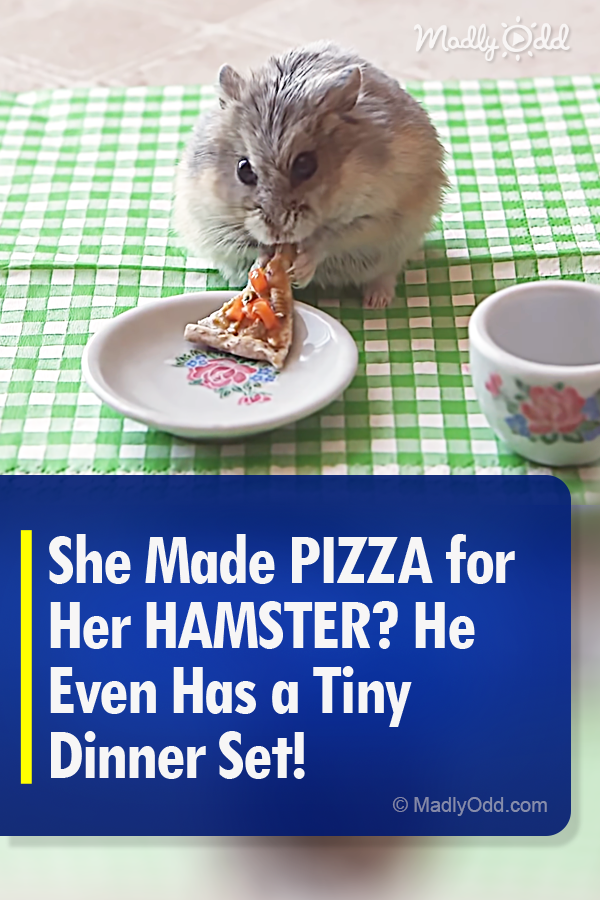 She Made PIZZA for Her HAMSTER? He Even Has a Tiny Dinner Set!
