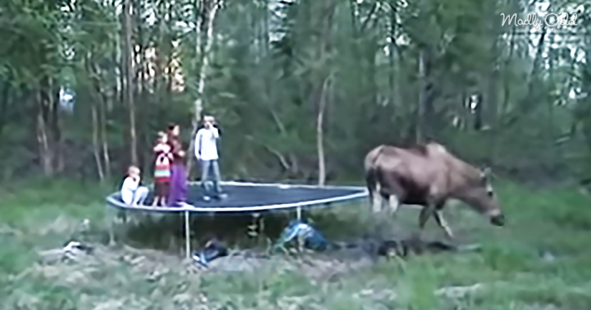 49669-OG3-Four-Children-Jumping-on-Backyard-Trampoline-Get-Quite-a-Large-Visitor-Yikes
