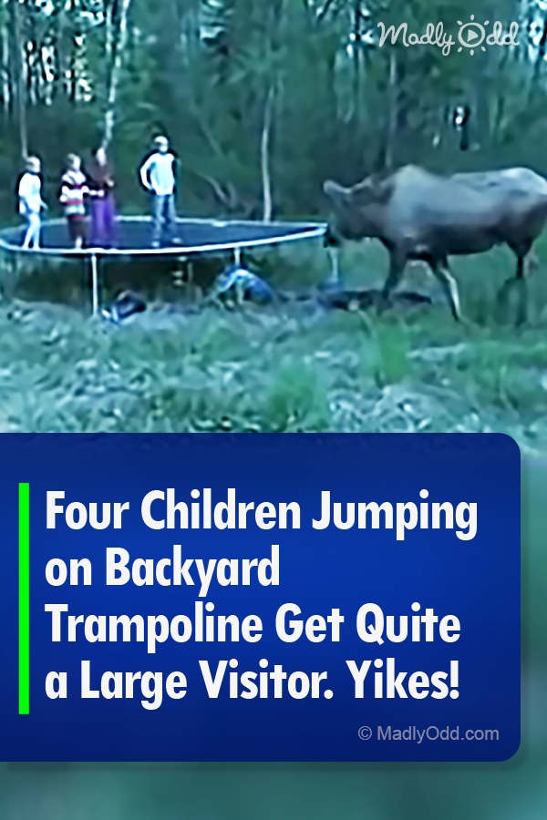 Four Children Jumping on Backyard Trampoline Get Quite a Large Visitor. Yikes!