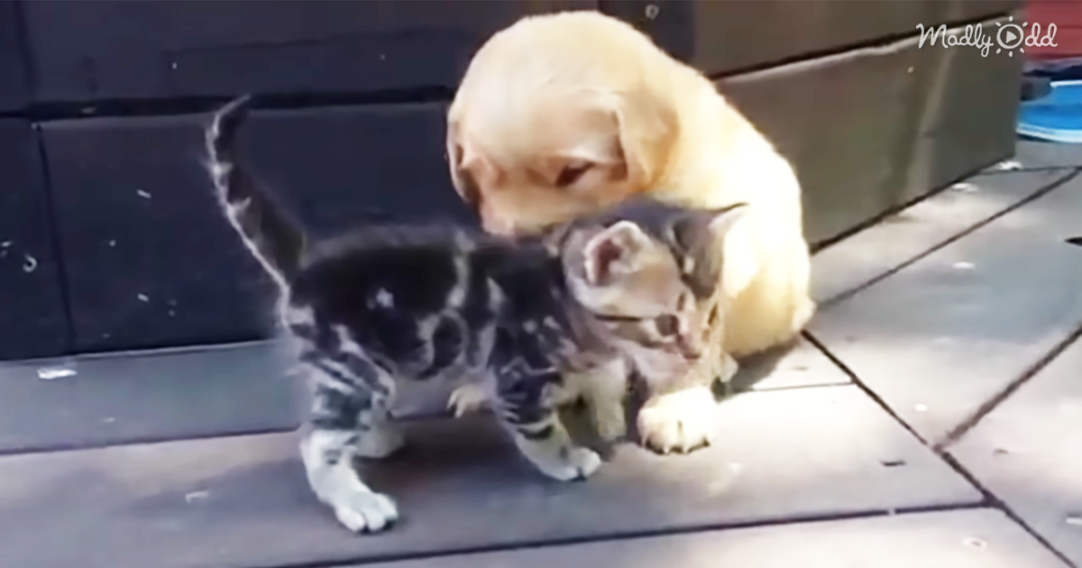 49745-OG2-Golden-Retriever-Puppy-Plays-with-Kitten.-I-Dare-You-to-Watch-This-and-Not-Squeal-out-Loud