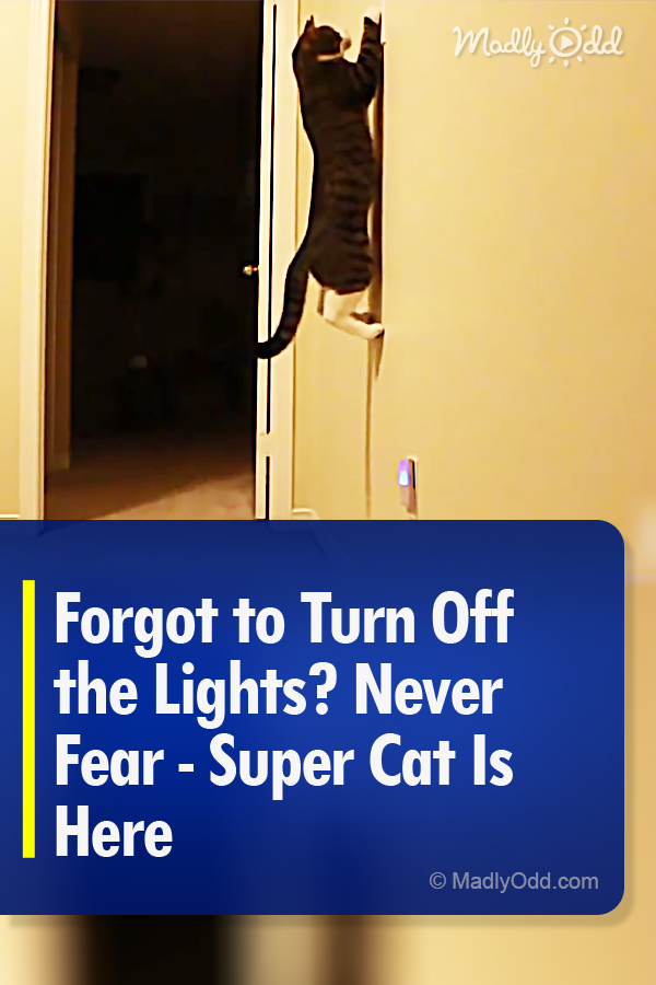 Forgot to Turn Off the Lights? Never Fear - Super Cat Is Here