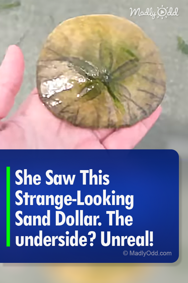 She Saw This Strange-Looking Sand Dollar. The Underside? Unreal!